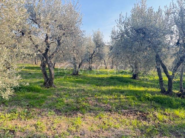 terreno agricolo in vendita a Montecchio