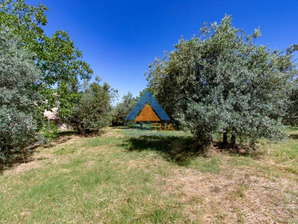 terreno agricolo in vendita a Montecchio