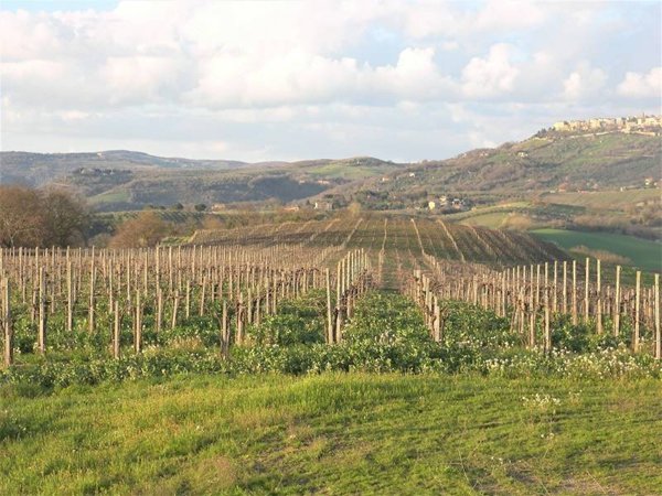terreno agricolo in vendita a Montecchio