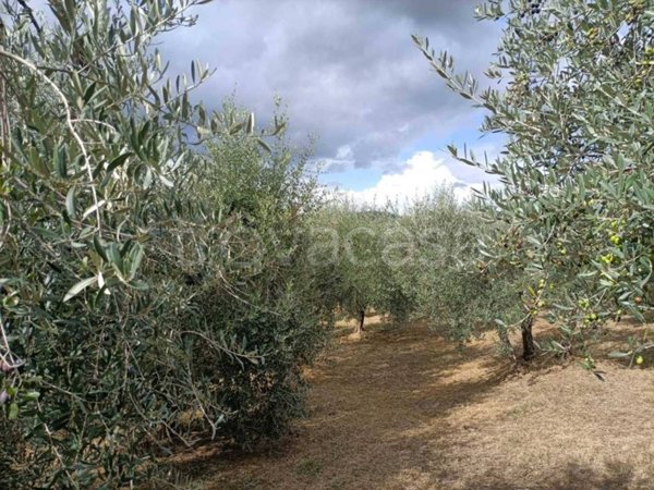 terreno agricolo in vendita a Monteleone d'Orvieto