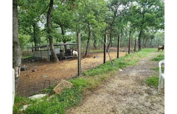 terreno agricolo in vendita a Monteleone d'Orvieto in zona Colle