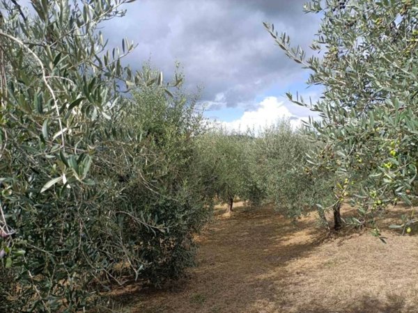 terreno agricolo in vendita a Monteleone d'Orvieto