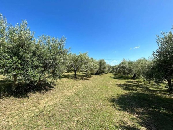 terreno agricolo in vendita a Monteleone d'Orvieto in zona Colle