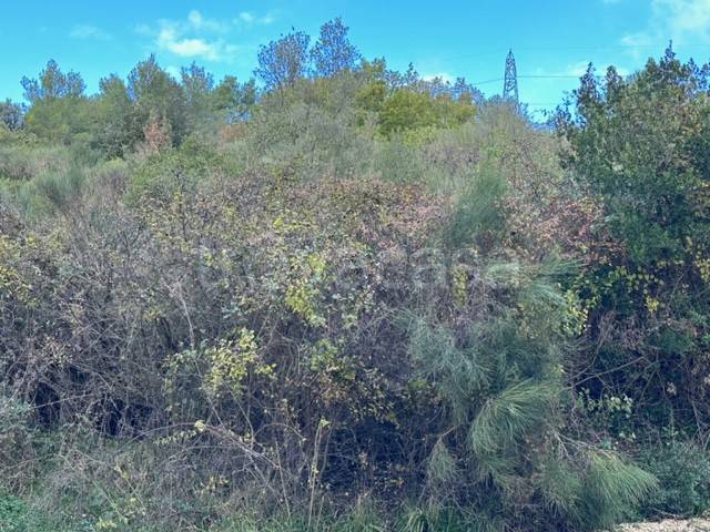 terreno agricolo in vendita a Narni