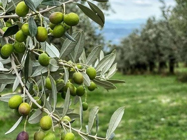 terreno agricolo in vendita a Narni