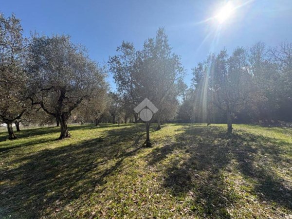 terreno agricolo in vendita a Narni