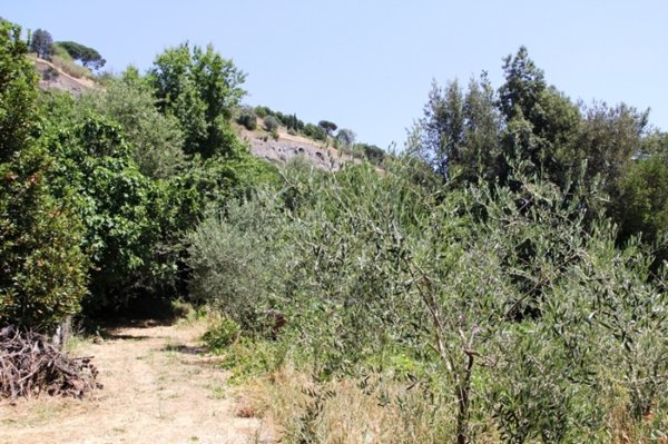 terreno agricolo in vendita ad Orvieto