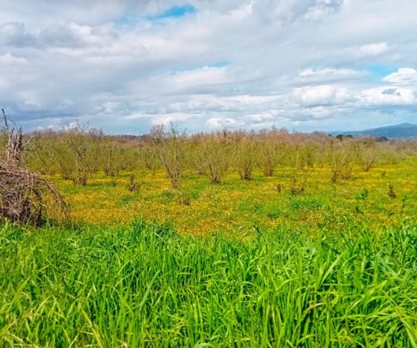 terreno agricolo in vendita ad Orvieto