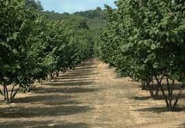 terreno agricolo in vendita ad Orvieto