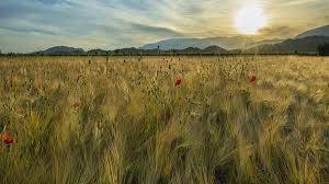 terreno agricolo in vendita ad Orvieto in zona Torre San Severo