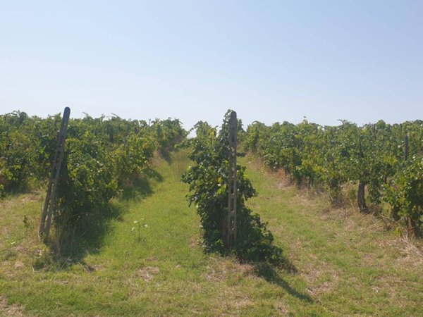 terreno agricolo in vendita ad Orvieto