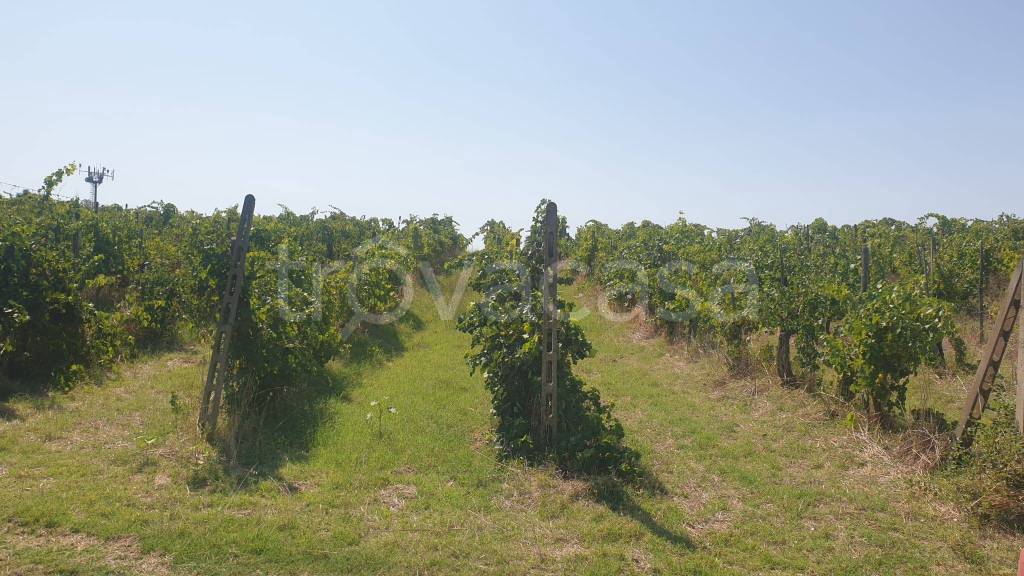 terreno agricolo in vendita ad Orvieto