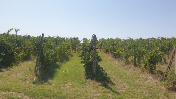 azienda agricola in vendita ad Orvieto