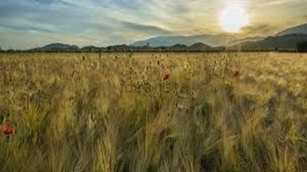 terreno agricolo in vendita ad Orvieto in zona Torre San Severo