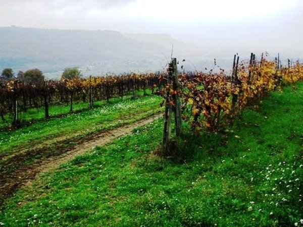azienda agricola in vendita ad Orvieto