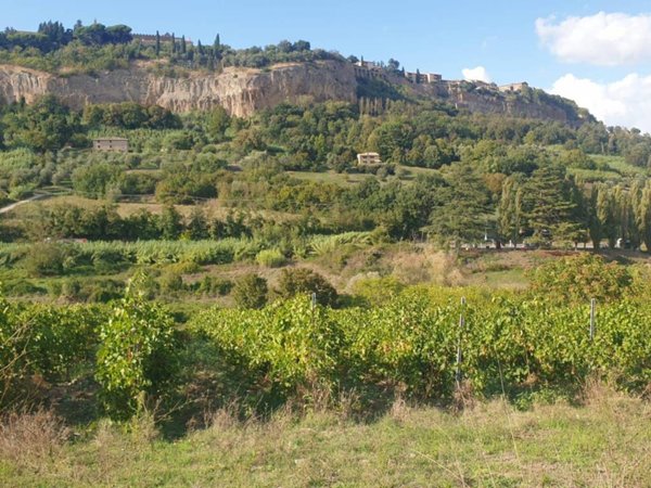 terreno agricolo in vendita ad Orvieto in zona Buon Viaggio