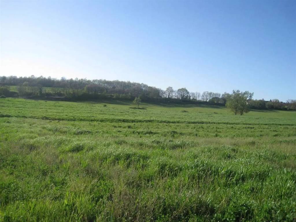 terreno agricolo in vendita a Porano