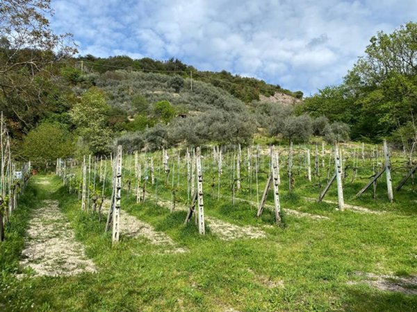 terreno agricolo in vendita a San Gemini
