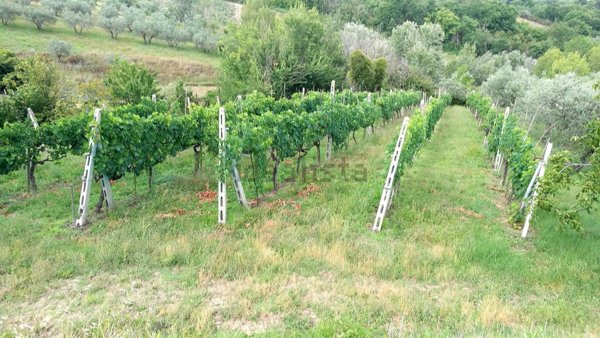 terreno agricolo in vendita a San Gemini