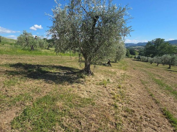 terreno agricolo in vendita a San Gemini in zona Quadrelletto