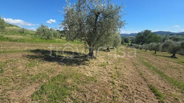 terreno agricolo in vendita a San Gemini in zona Quadrelletto