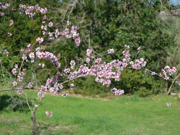 terreno agricolo in vendita a Stroncone