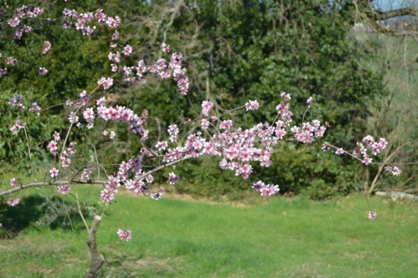 terreno agricolo in vendita a Stroncone