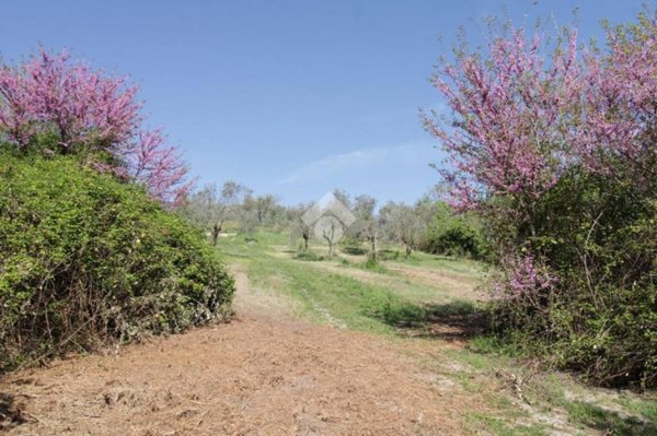 terreno agricolo in vendita a Stroncone