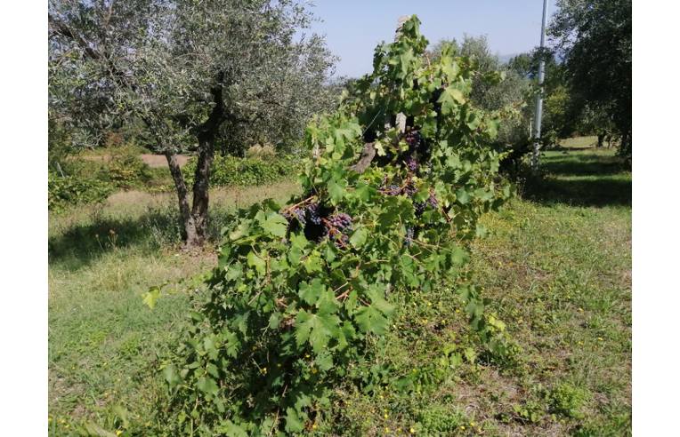 casa indipendente in vendita ad Avigliano Umbro