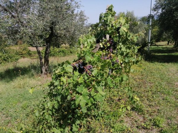 casa indipendente in vendita ad Avigliano Umbro