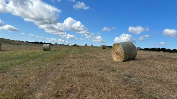 terreno agricolo in vendita ad Acquapendente