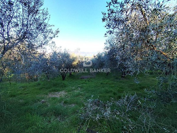 terreno agricolo in vendita ad Arlena di Castro