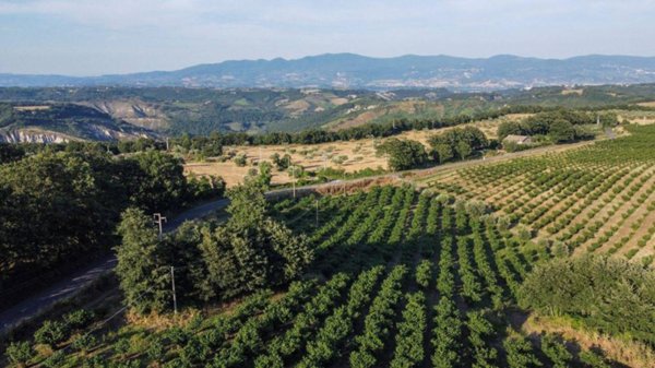 azienda agricola in vendita a Bagnoregio in zona Vetriolo