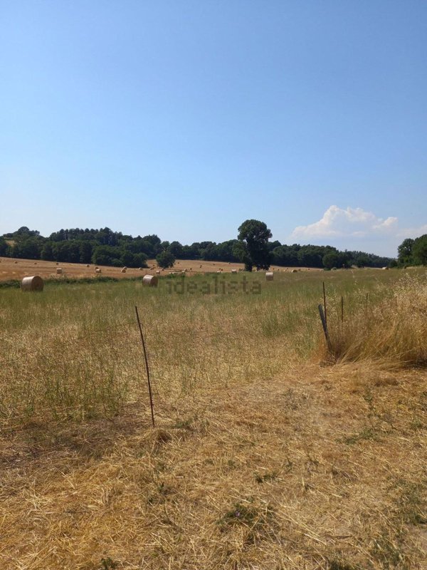 terreno agricolo in vendita a Bagnoregio