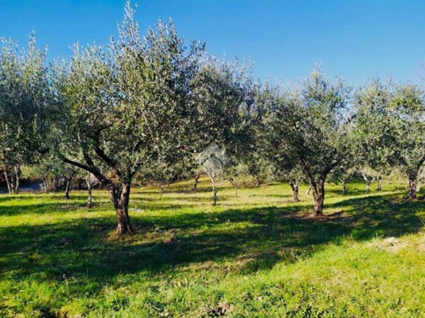 terreno agricolo in vendita a Bassano Romano