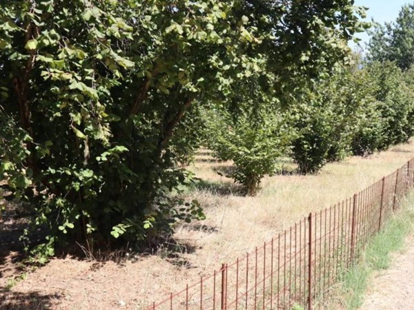terreno agricolo in vendita a Bassano Romano