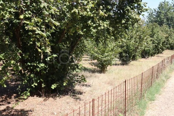 terreno agricolo in vendita a Bassano Romano