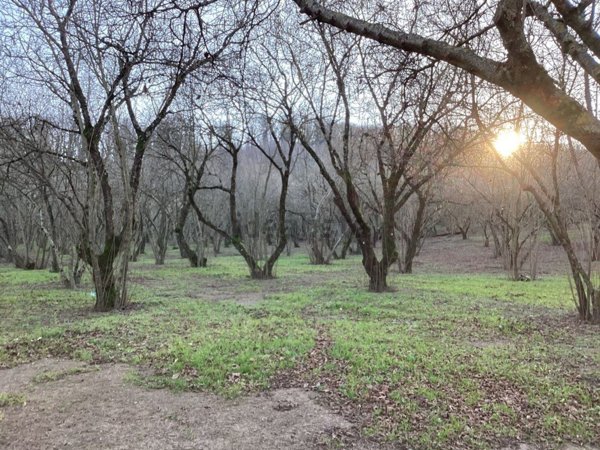 terreno agricolo in vendita a Bassano Romano