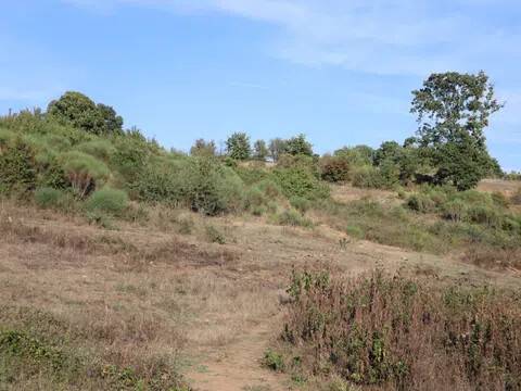 terreno agricolo in vendita a Bassano Romano