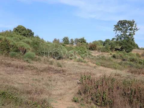 terreno agricolo in vendita a Bassano Romano