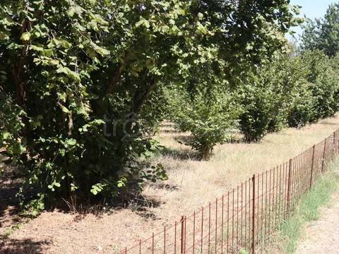 terreno agricolo in vendita a Bassano Romano