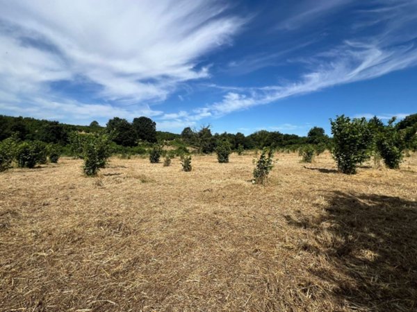 terreno agricolo in vendita a Bassano Romano