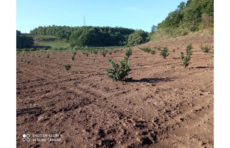 terreno agricolo in vendita a Bassano Romano