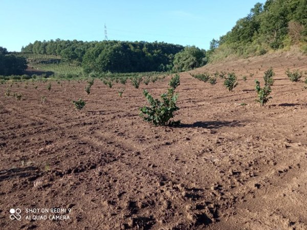 terreno agricolo in vendita a Bassano Romano