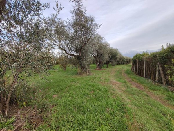 terreno agricolo in vendita a Bassano in Teverina