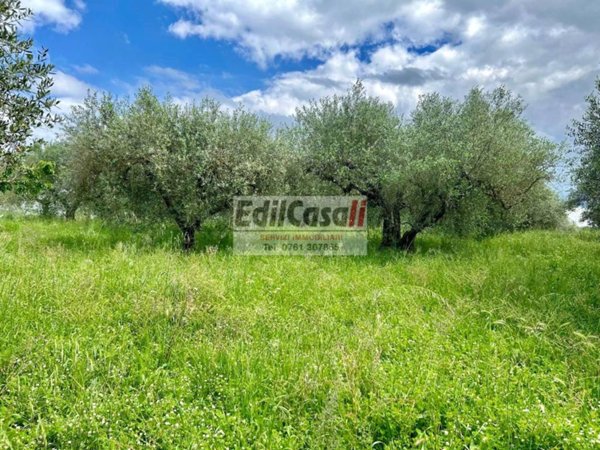terreno agricolo in vendita a Bassano in Teverina