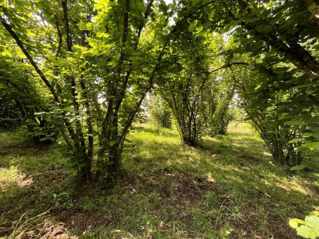 terreno agricolo in vendita a Bassano in Teverina