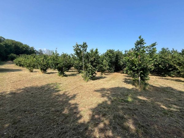 terreno agricolo in vendita a Bassano in Teverina