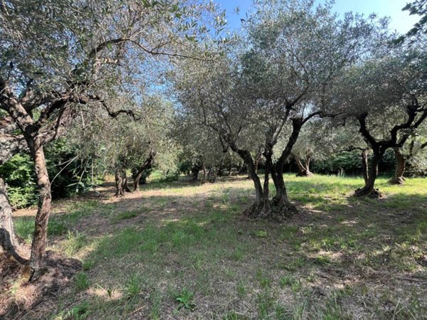 terreno agricolo in vendita a Bassano in Teverina