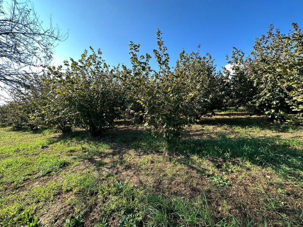 terreno agricolo in vendita a Bassano in Teverina